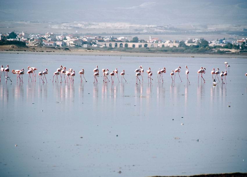 Larnaka Salt Lake